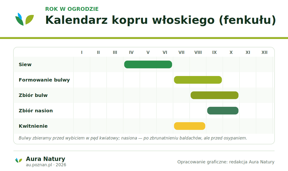 Kalendarz kopru włoskiego: siew wiosną, formowanie bulwy latem, zbiór bulw od sierpnia, kwitnienie i dojrzewanie oraz zbiór nasion jesienią