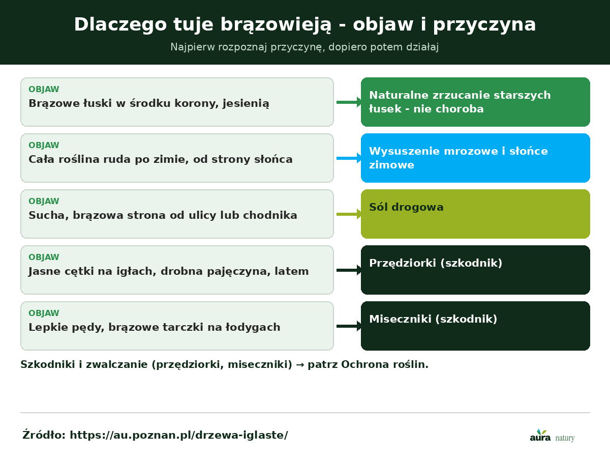 Brązowienie tui - schemat objaw kontra przyczyna: naturalne zrzucanie łusek, wysuszenie zimowe, sól drogowa, przędziorki i miseczniki