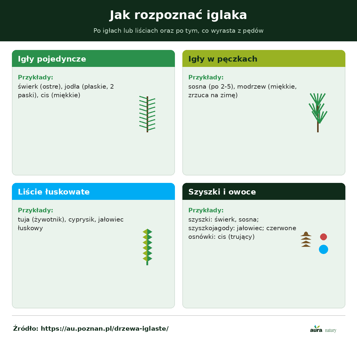Klucz rozpoznawania iglaków po igłach i szyszkach - igły pojedyncze, w pęczkach, liście łuskowate oraz szyszki, szyszkojagody i osnówki