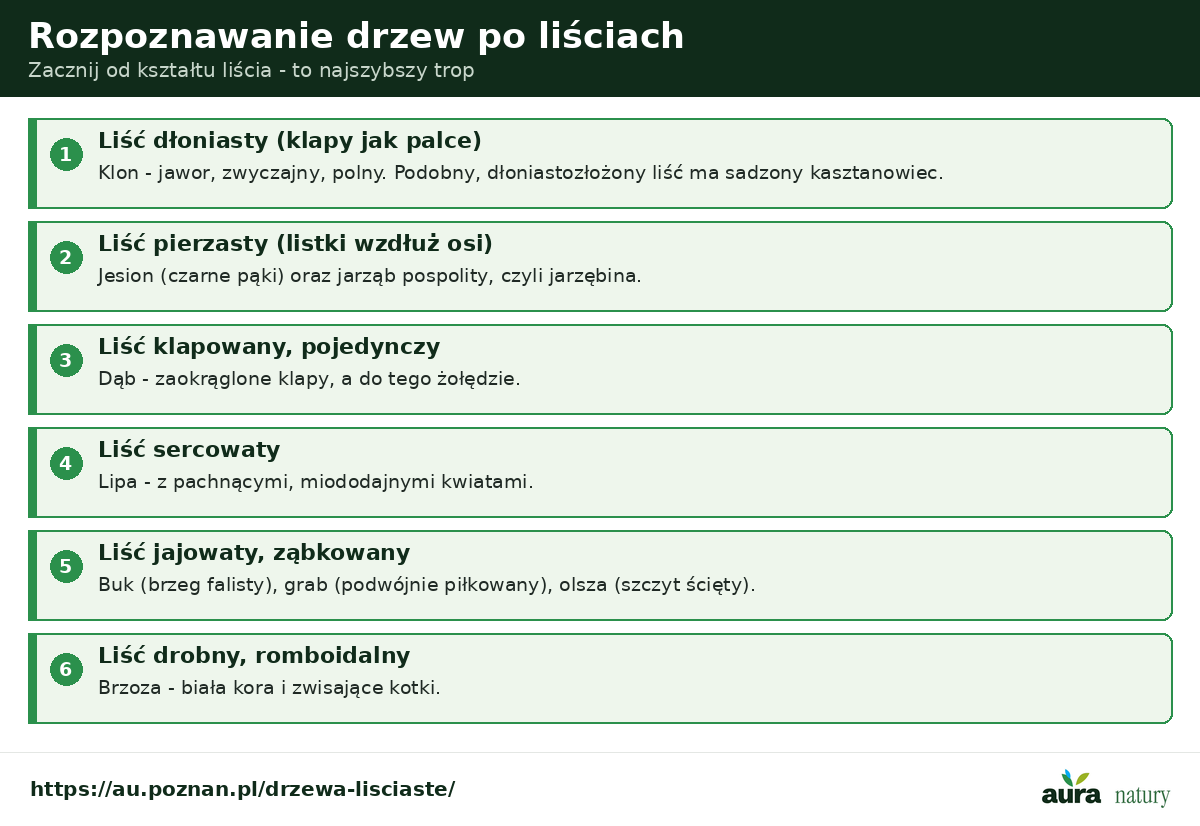 Rozpoznawanie drzew po liściach - liść dłoniasty to klon, pierzasty jesion i jarzębina, klapowany dąb, sercowaty lipa, jajowaty buk grab olcha, romboidalny brzoza