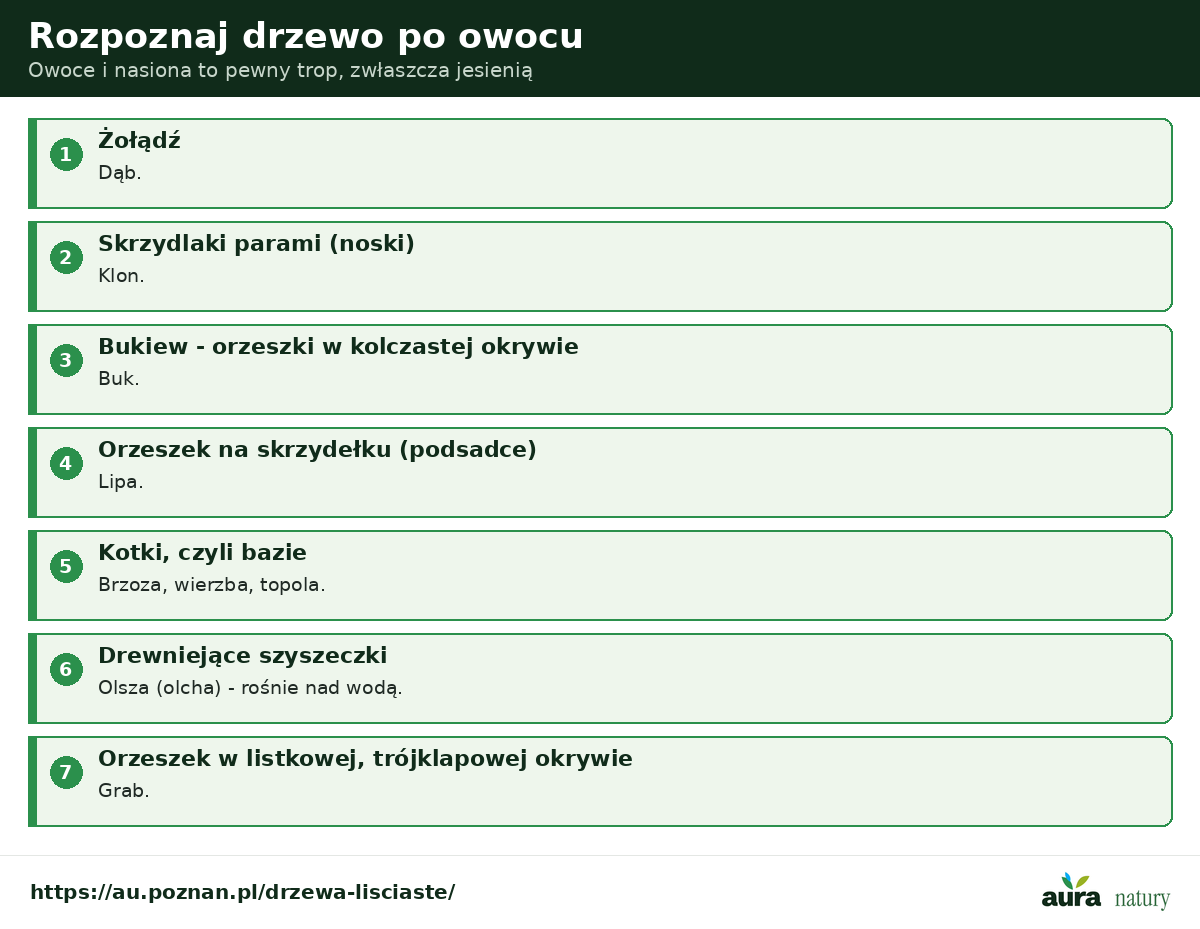 Rozpoznawanie drzew po owocach - żołądź to dąb, skrzydlaki klon, bukiew buk, orzeszek na skrzydełku lipa, kotki brzoza wierzba topola, szyszeczki olcha, grab