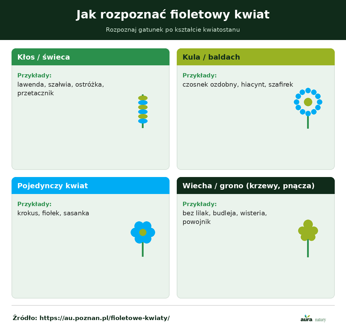 Klucz rozpoznawczy fioletowych kwiatów według formy kwiatostanu - kłos, kula, pojedynczy kwiat i wiecha, z przykładami gatunków