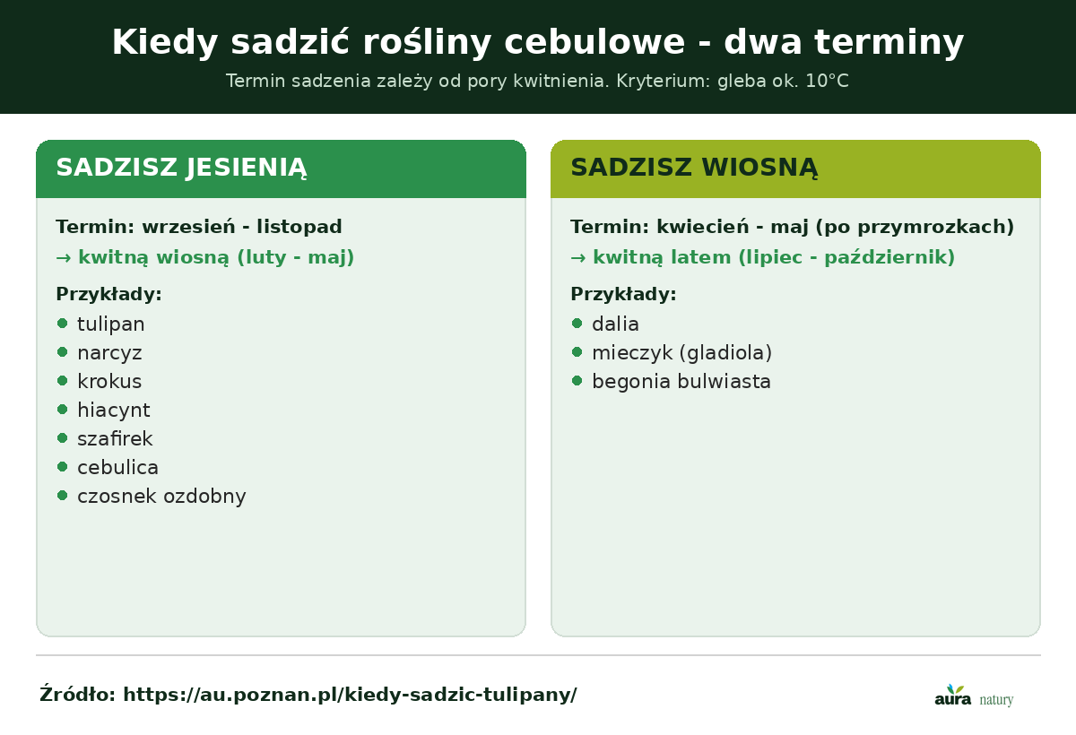 Cykl sadzenia roślin cebulowych - jesienią sadzi się tulipany, narcyzy i krokusy kwitnące wiosną, a wiosną dalie i mieczyki kwitnące latem