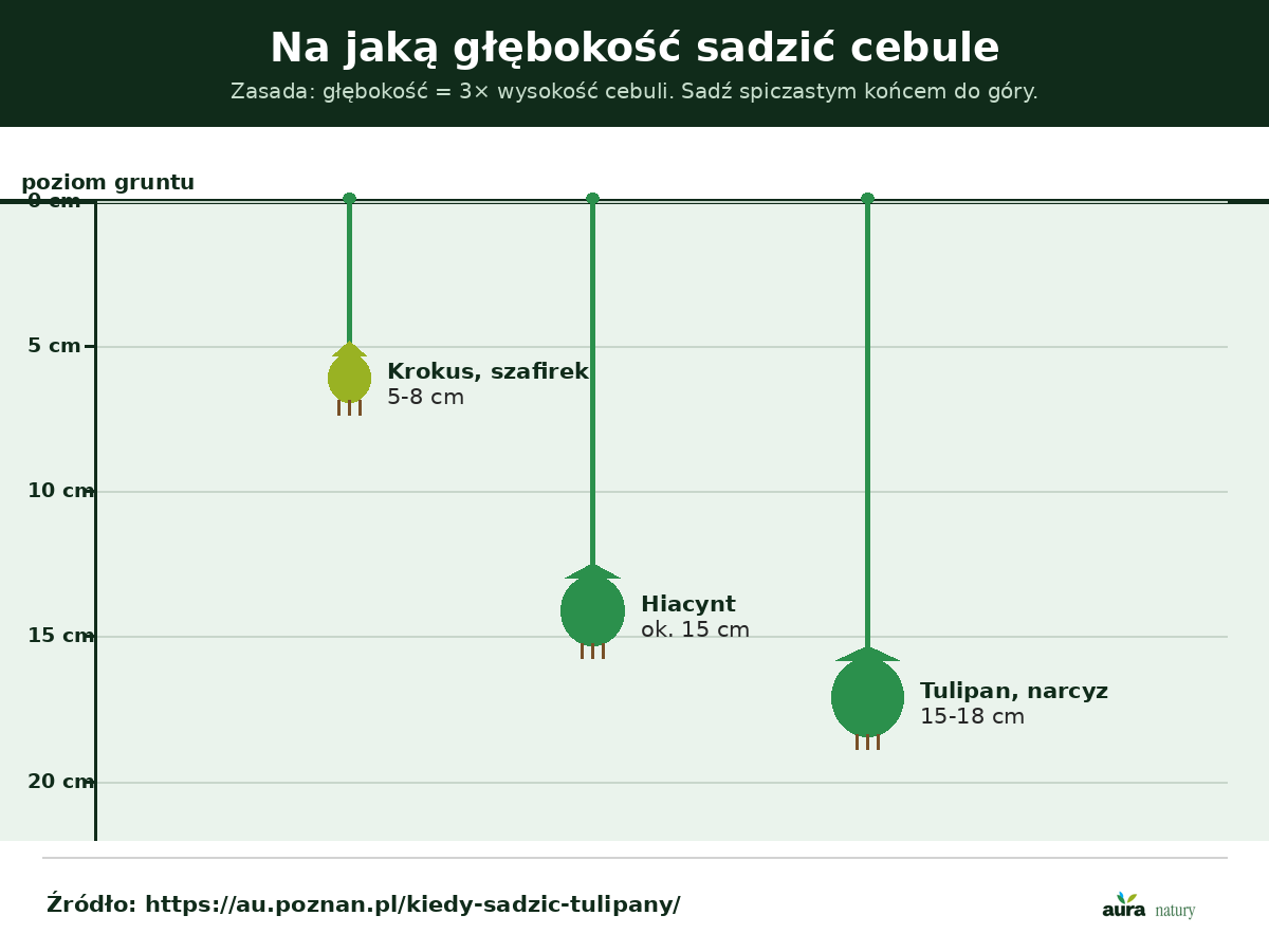 Głębokość sadzenia cebul kwiatowych - tulipan i narcyz około 15-18 cm, hiacynt 15 cm, krokus i szafirek 5-8 cm, zasada trzech wysokości cebuli