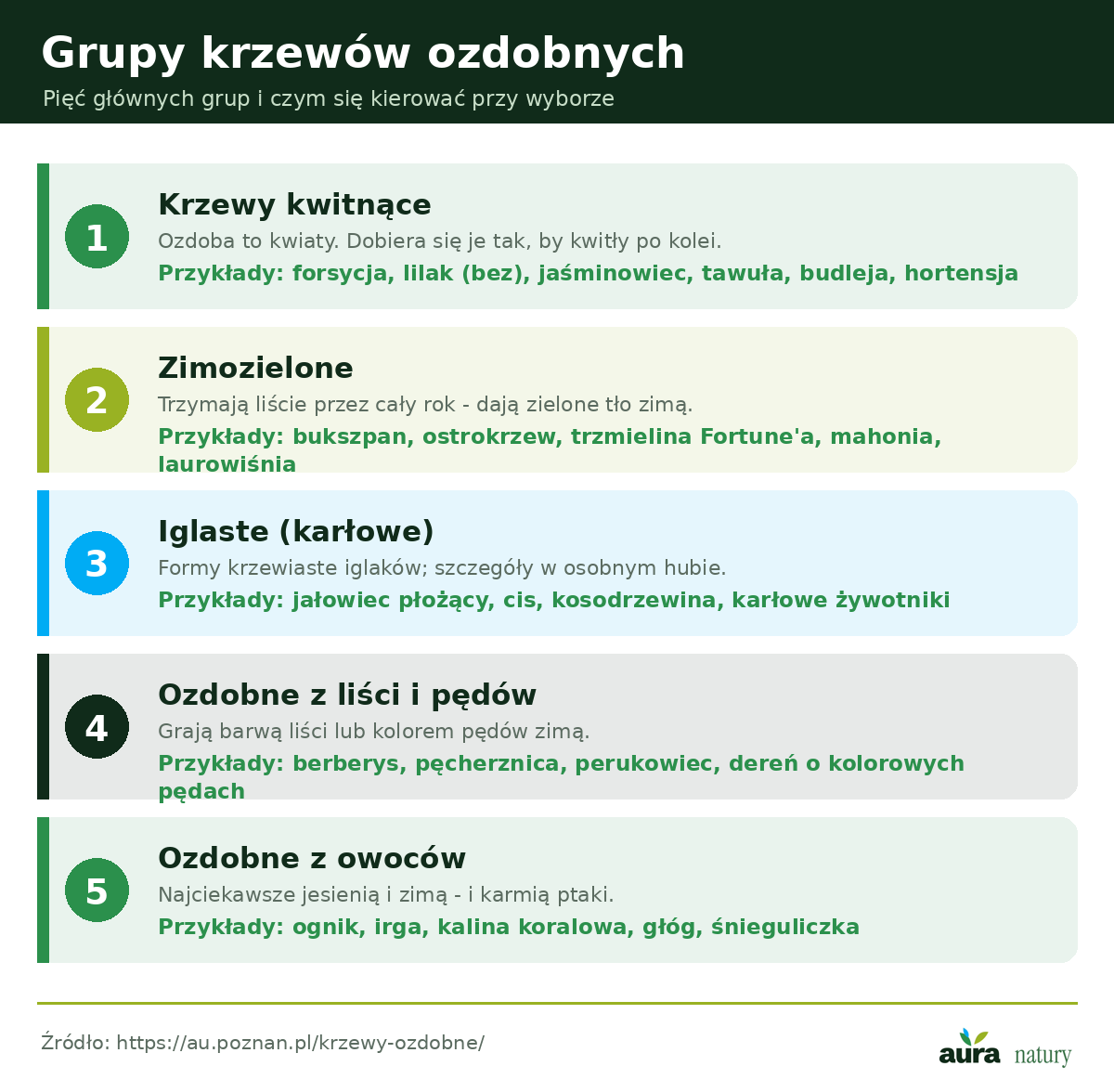 Grupy krzewów ozdobnych - kwitnące, zimozielone, iglaste, ozdobne z liści i z owoców z przykładami gatunków