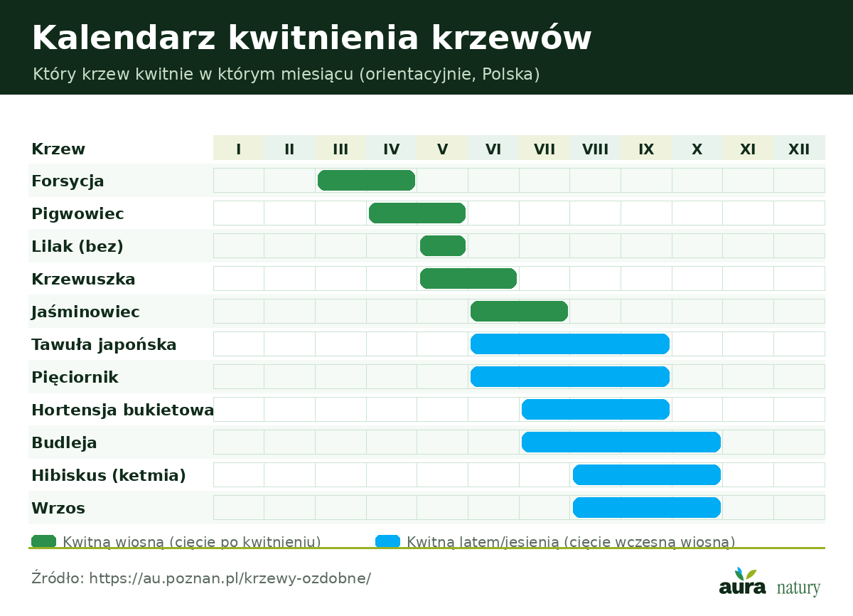 Kalendarz kwitnienia krzewów ozdobnych - forsycja, lilak, jaśminowiec, tawuła, hortensja, budleja i inne w cyklu rocznym