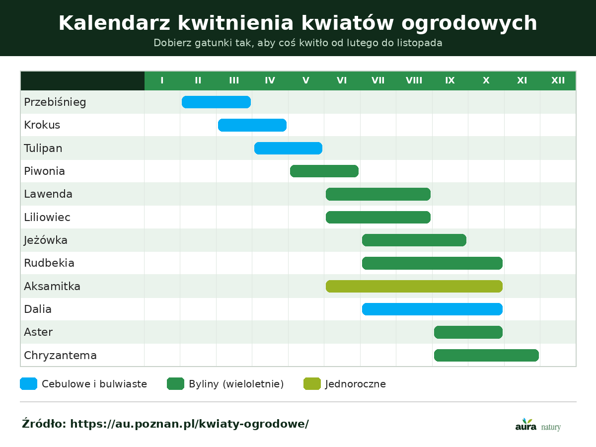 Wykres kwitnienia kwiatów ogrodowych w cyklu rocznym - od przebiśniegów i krokusów po astry, chryzantemy i dalie