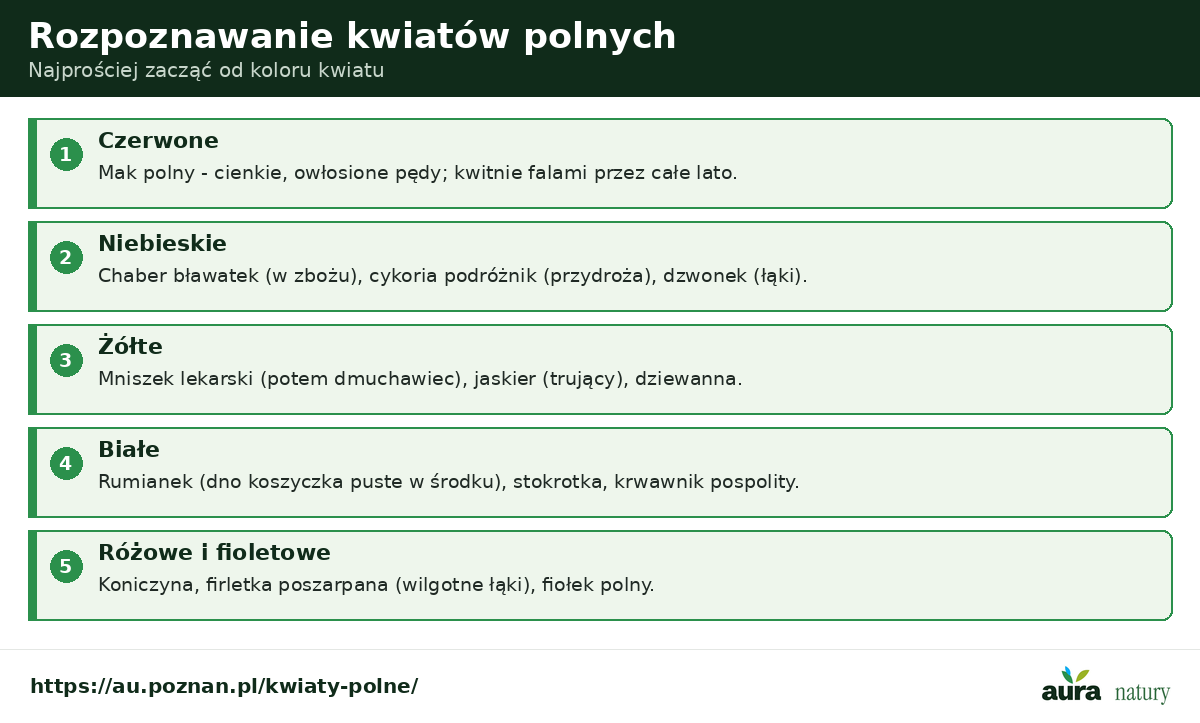 Rozpoznawanie kwiatów polnych po kolorze - czerwone mak, niebieskie chaber cykoria dzwonek, żółte mniszek jaskier dziewanna, białe rumianek stokrotka krwawnik, różowo-fioletowe koniczyna firletka fiołek
