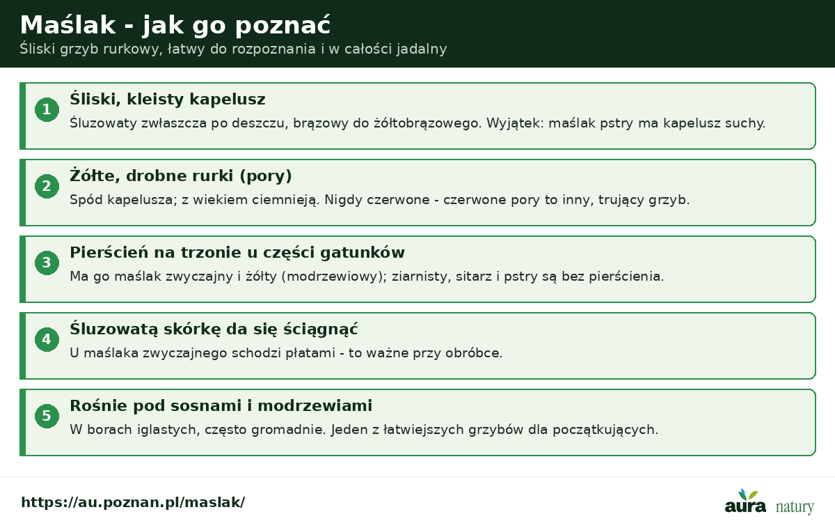 Maślak - cechy rozpoznawcze: śliski śluzowaty kapelusz, żółte drobne rurki, pierścień na trzonie u części gatunków, skórka do ściągnięcia, pod sosnami i modrzewiami
