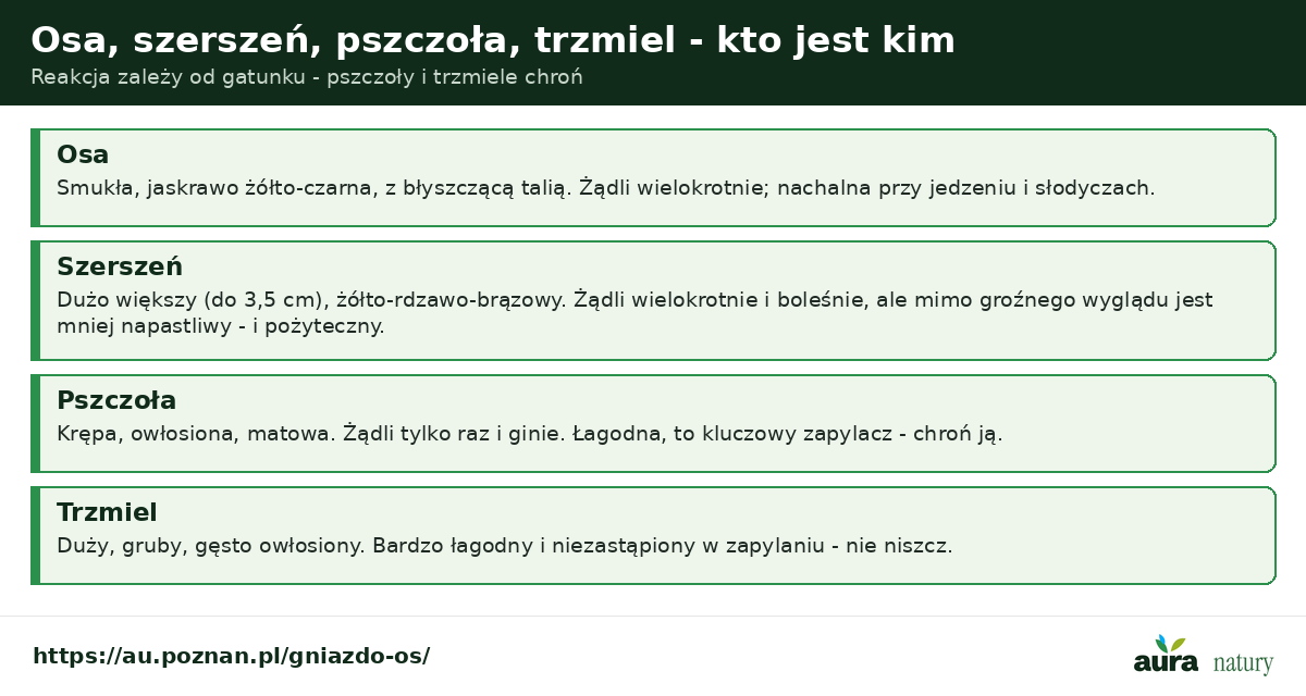 Osa, szerszeń, pszczoła, trzmiel - osa smukła żółto-czarna, szerszeń duży żółto-brązowy, pszczoła owłosiona żądli raz, trzmiel gruby łagodny zapylacz