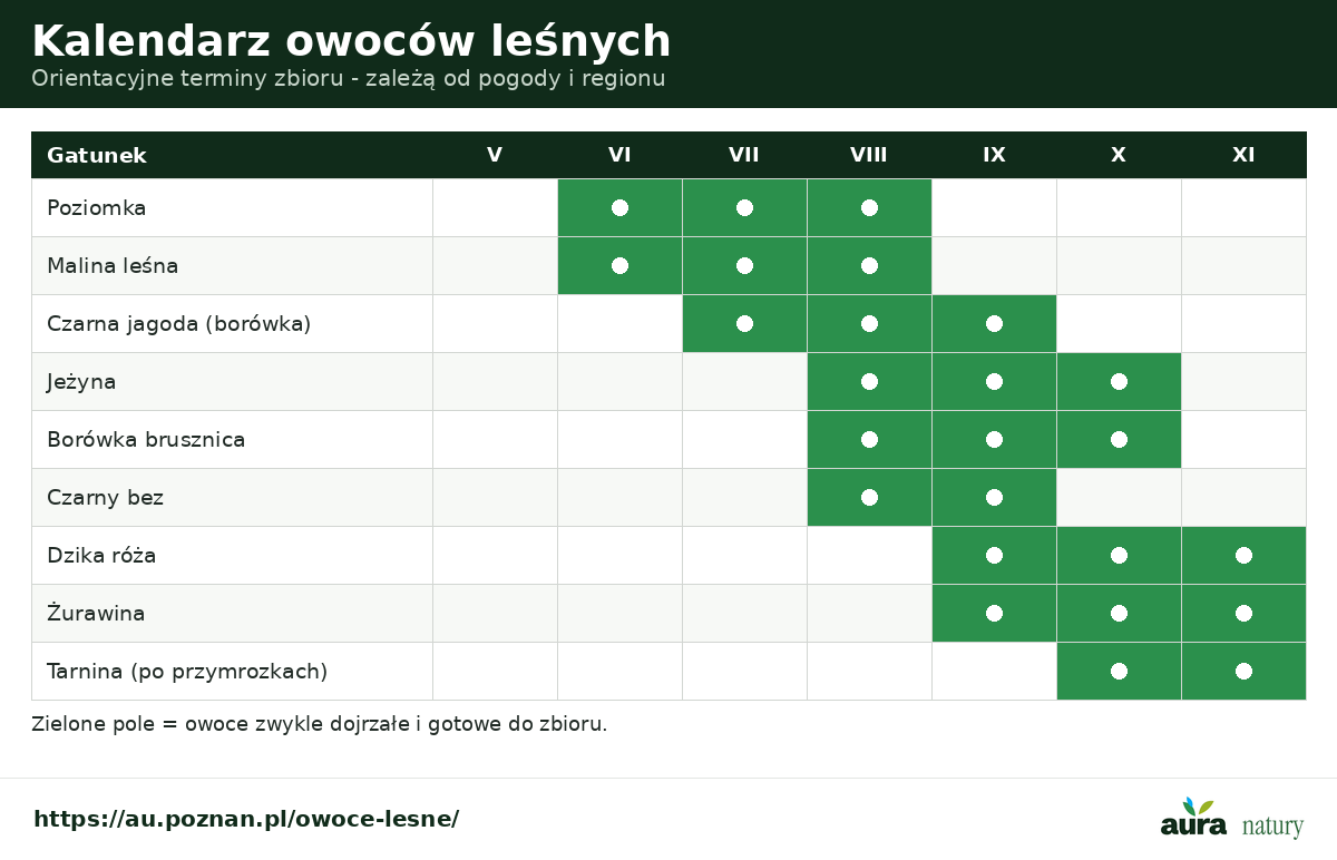 Kalendarz owoców leśnych - w których miesiącach zbierać poziomki, maliny, czarne jagody, jeżyny, borówkę brusznicę, żurawinę, dziką różę i tarninę