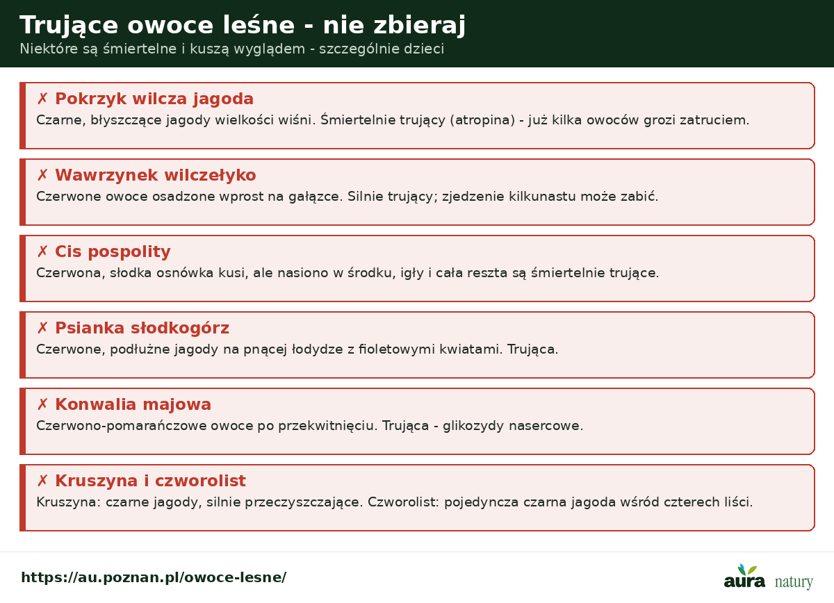 Trujące owoce leśne - pokrzyk wilcza jagoda, wawrzynek wilczełyko, cis, psianka słodkogórz, konwalia majowa, kruszyna i czworolist