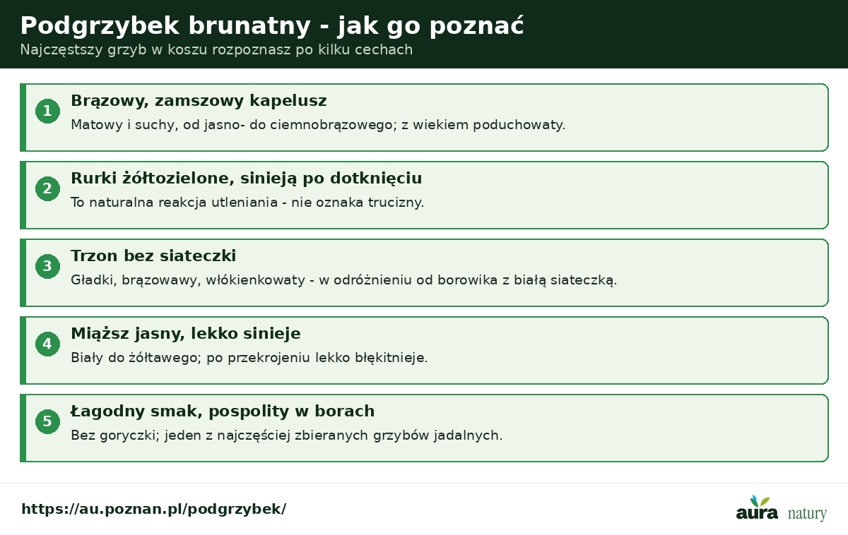 Podgrzybek brunatny - cechy rozpoznawcze: brązowy zamszowy kapelusz, rurki żółtozielone które sinieją, trzon bez siateczki, miąższ lekko sinieje, łagodny smak