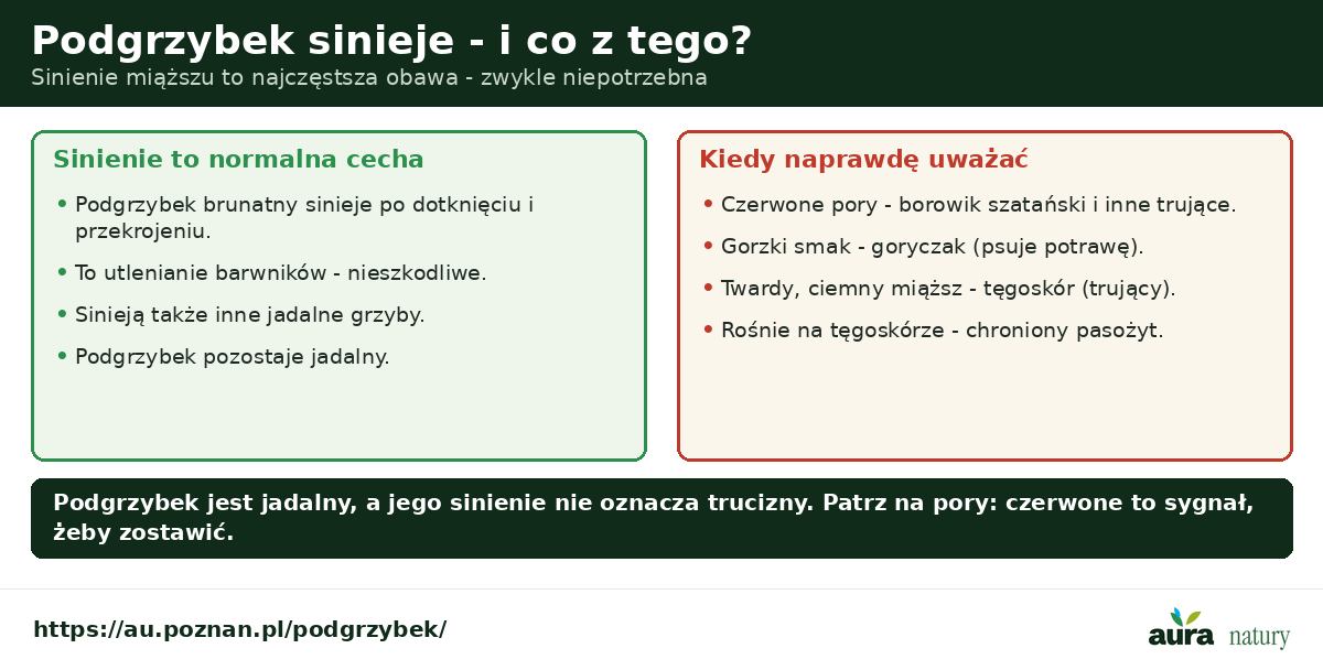 Podgrzybek sinieje - sinienie miąższu to normalna cecha i nie oznacza trucizny; uważać należy na czerwone pory, gorzki smak i twardy ciemny miąższ tęgoskóra