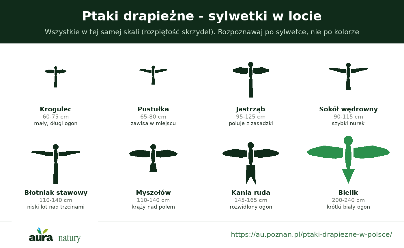 Sylwetki ptaków drapieżnych Polski w locie, w jednej skali - od krogulca po bielika