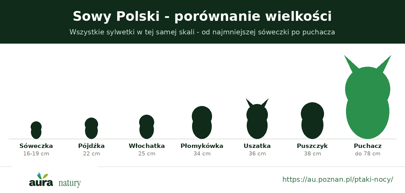Porównanie wielkości sów Polski w skali - od sóweczki po puchacza