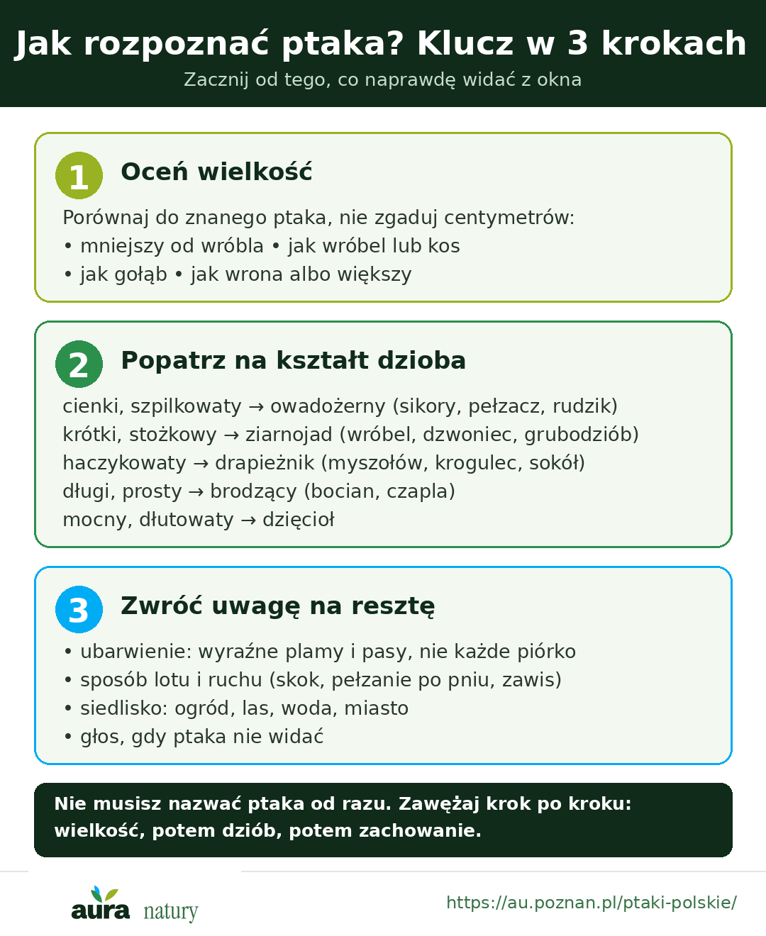 Klucz do rozpoznawania ptaka w trzech krokach: wielkość, kształt dzioba i zachowanie