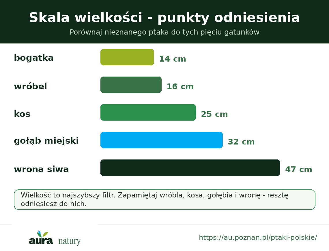 Skala wielkości ptaków - bogatka, wróbel, kos, gołąb miejski i wrona siwa jako punkty odniesienia