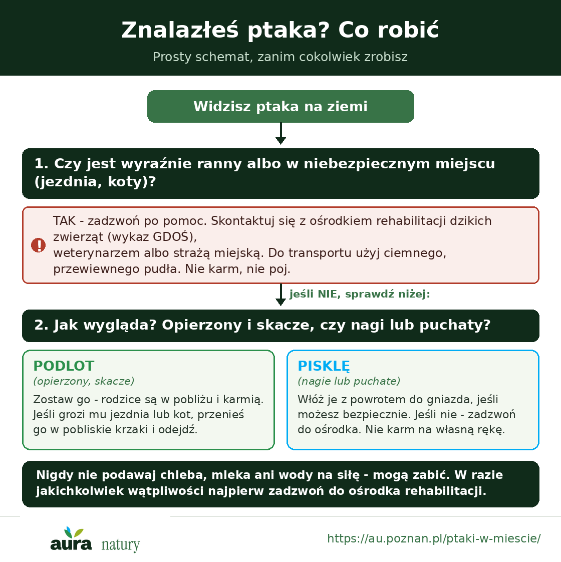 Schemat decyzyjny postępowania ze znalezionym ptakiem - ranny lub w niebezpieczeństwie, podlot albo pisklę