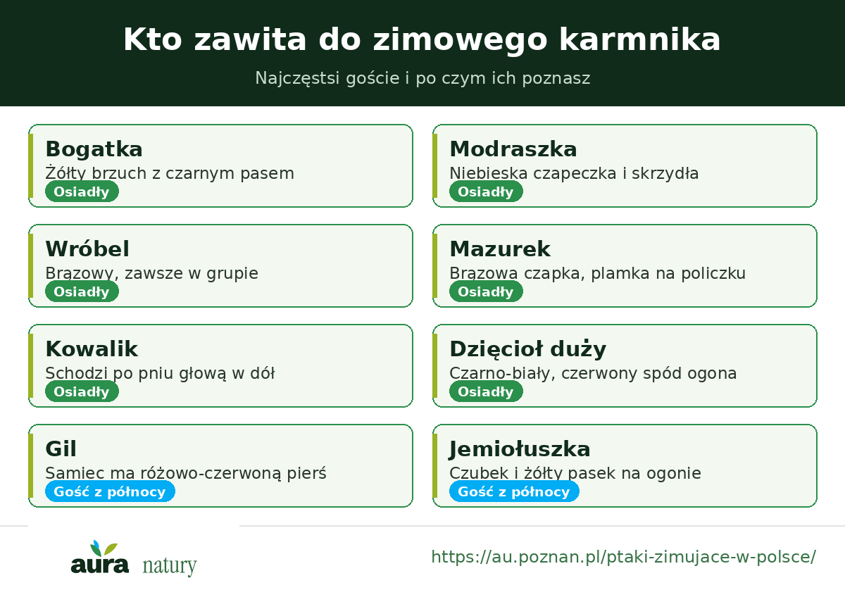 Najczęstsze ptaki przy zimowym karmniku i cechy rozpoznawcze - bogatka, modraszka, kowalik, gil, jemiołuszka