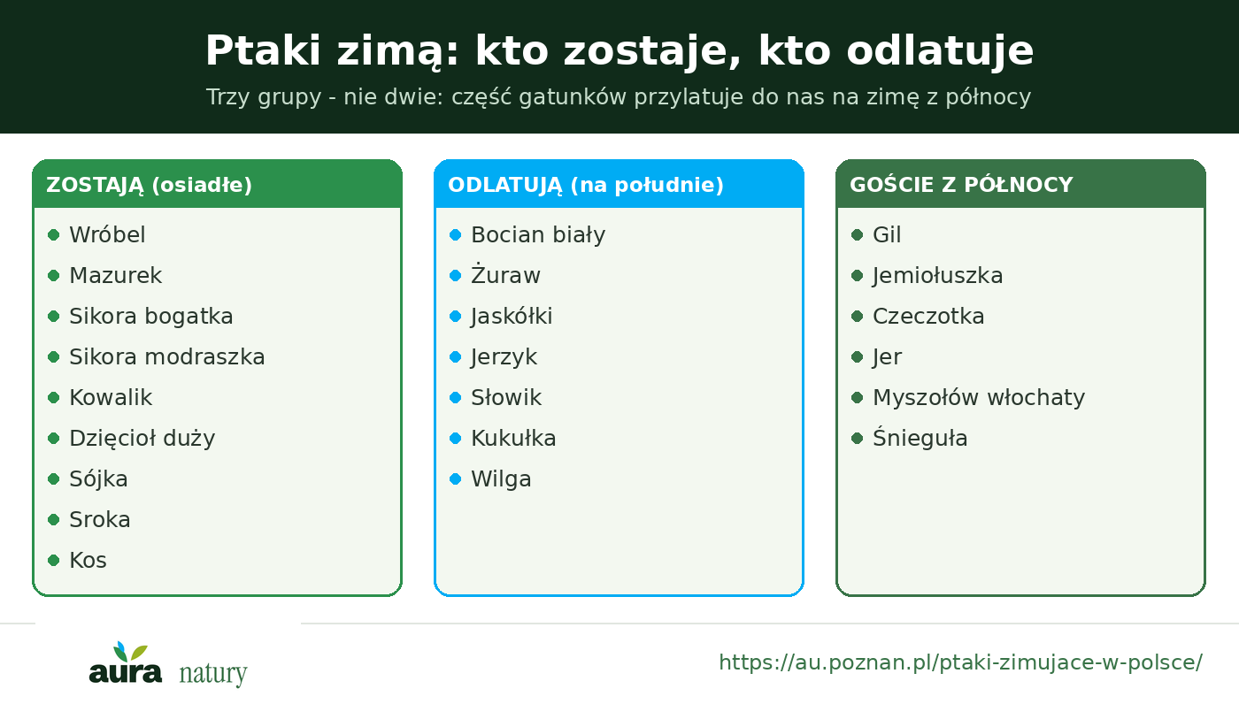 Trzy grupy ptaków zimą: osiadłe zostają, wędrowne odlatują, goście z północy przylatują