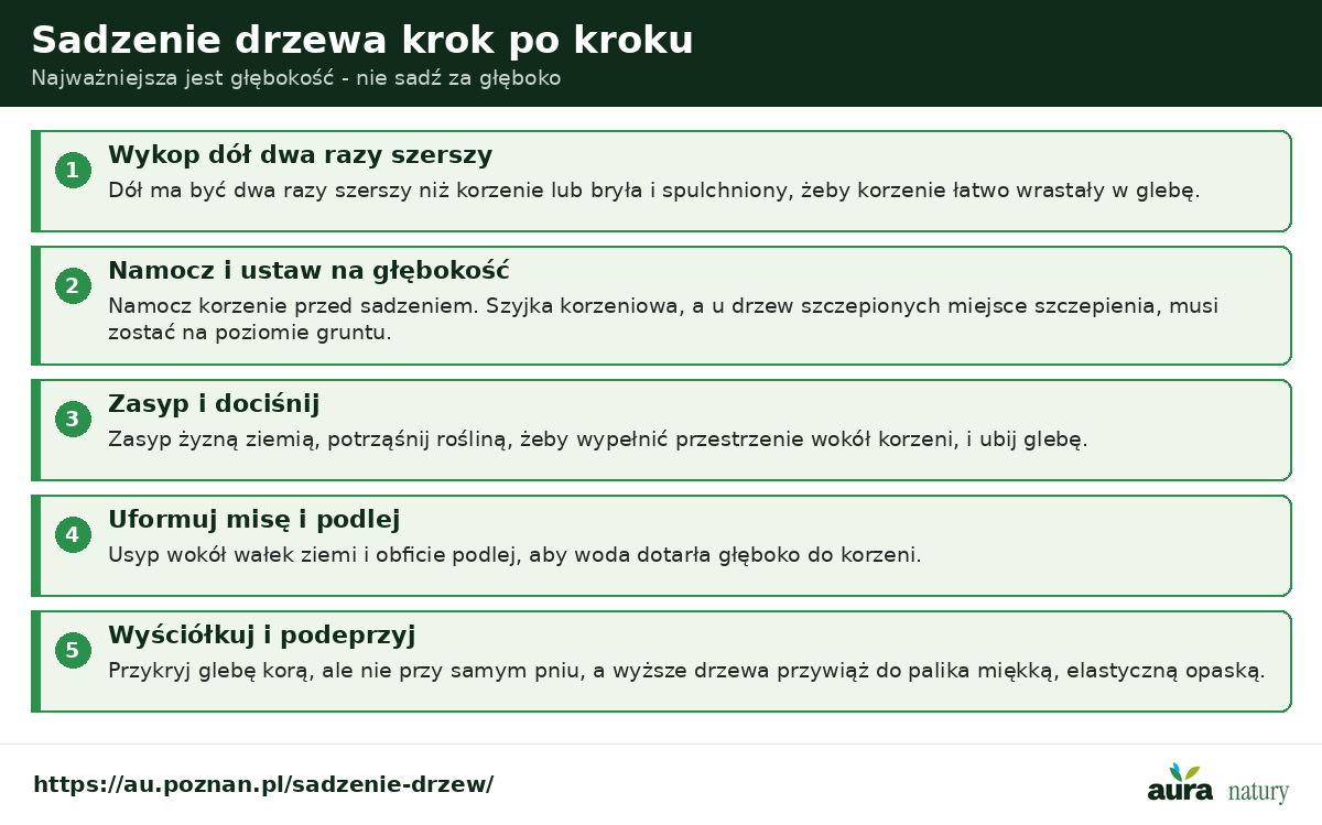 Sadzenie drzewa krok po kroku - dół dwa razy szerszy, namoczenie i głębokość z szyjką korzeniową na poziomie gruntu, zasypanie i dociśnięcie, misa zalewowa i podlanie, ściółkowanie i palik