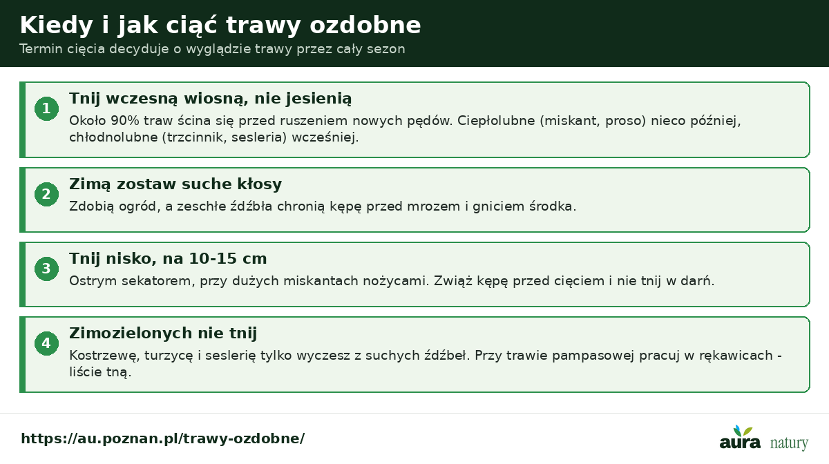 Kiedy ciąć trawy ozdobne - wiosną nie jesienią, zimą zostaw suche kłosy, tnij nisko na 10-15 cm, zimozielonych nie tnij tylko wyczesz