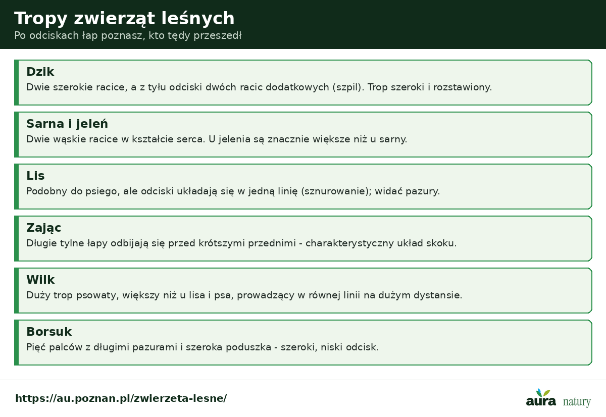 Tropy zwierząt leśnych - dzik dwie racice ze szpilami, sarna i jeleń racice sercowate, lis trop w linii, zając tylne łapy przed przednimi, wilk duży trop psowaty, borsuk pięć palców z pazurami