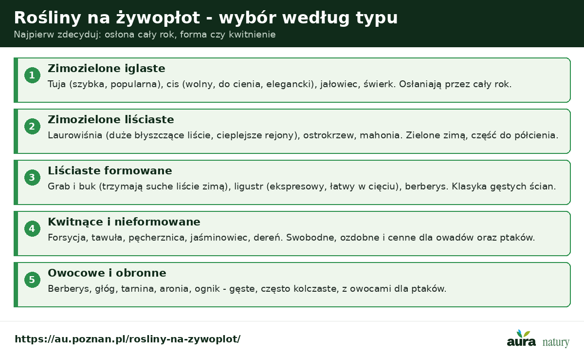 Rośliny na żywopłot według typu - zimozielone iglaste tuja cis, zimozielone liściaste laurowiśnia, liściaste formowane grab buk ligustr, kwitnące forsycja pęcherznica, owocowe i obronne berberys głóg