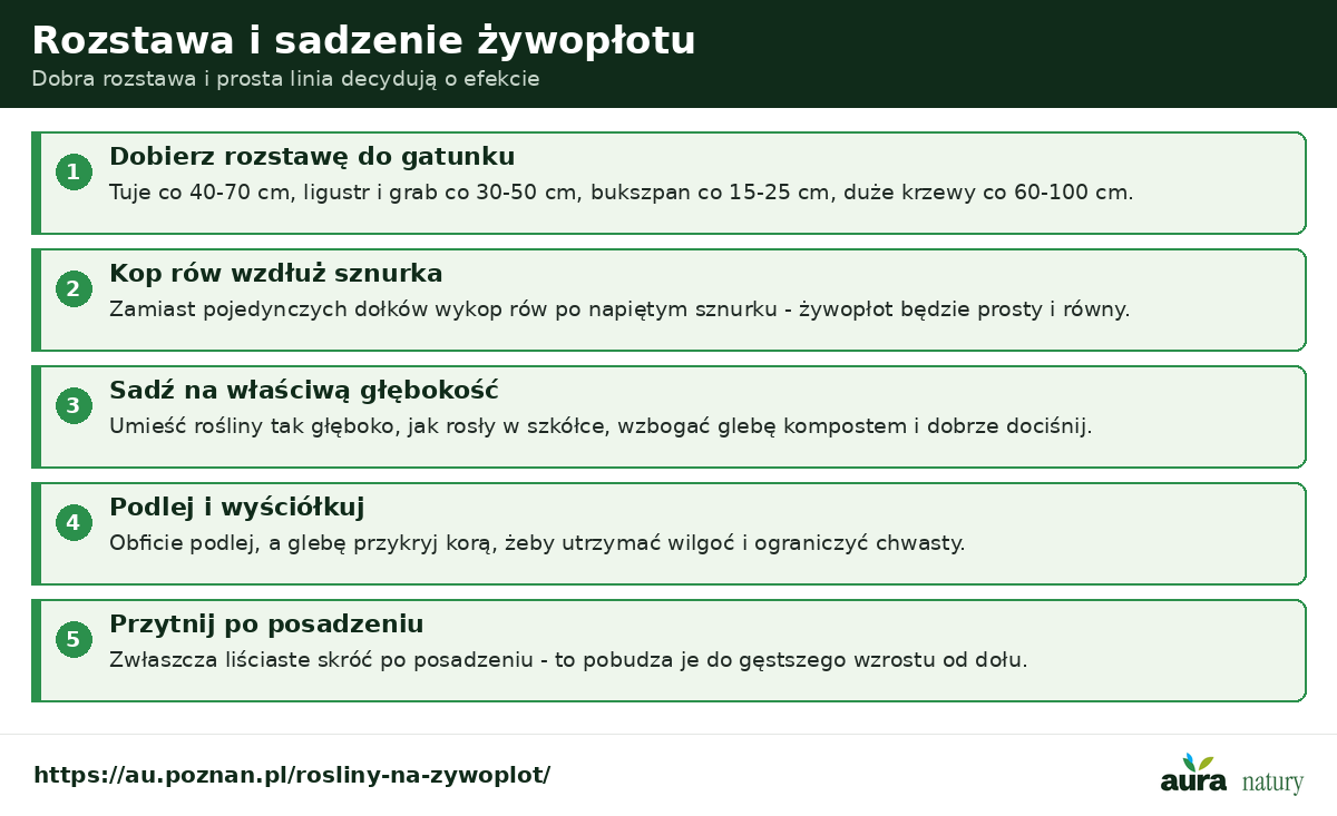 Rozstawa i sadzenie żywopłotu - dobór rozstawy do gatunku, kopanie rowu wzdłuż sznurka, sadzenie na głębokość jak w szkółce, podlanie i ściółkowanie, cięcie po posadzeniu