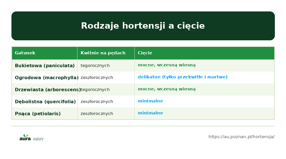 Rodzaje hortensji i cięcie: bukietowa i drzewiasta kwitną na pędach tegorocznych (cięcie mocne), ogrodowa i dębolistna na zeszłorocznych (cięcie delikatne) - infografika Aura Natury