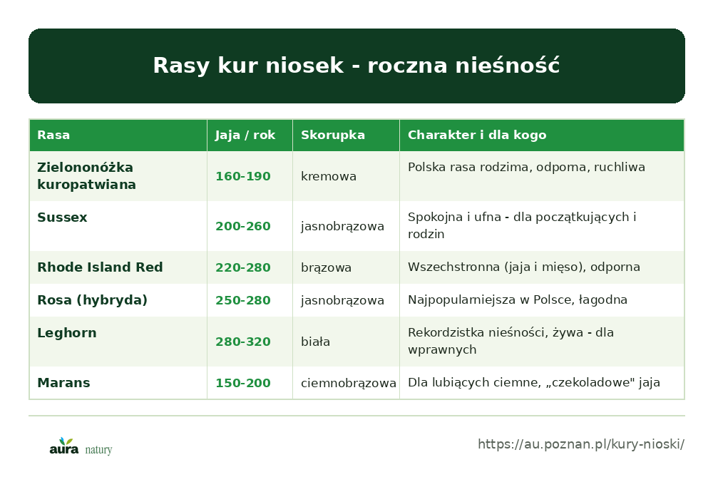 Rasy kur niosek i ich roczna nieśność: zielononóżka, sussex, rhode island red, rosa, leghorn, marans - infografika Aura Natury