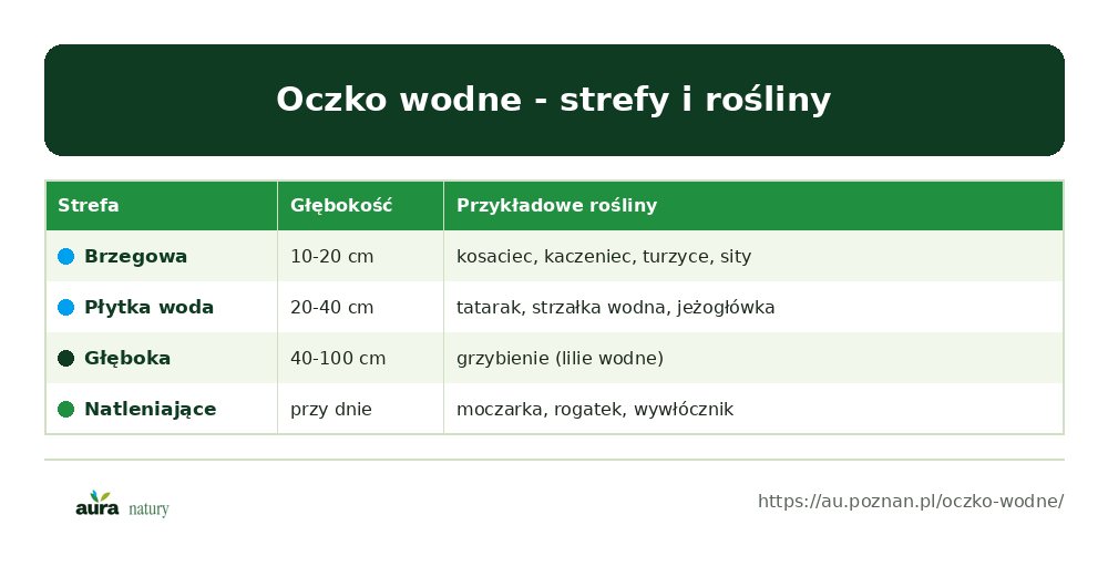 Oczko wodne - strefy głębokości i rośliny: bagienna, płytkiej wody i głęboka oraz rośliny oczyszczające - infografika Aura Natury