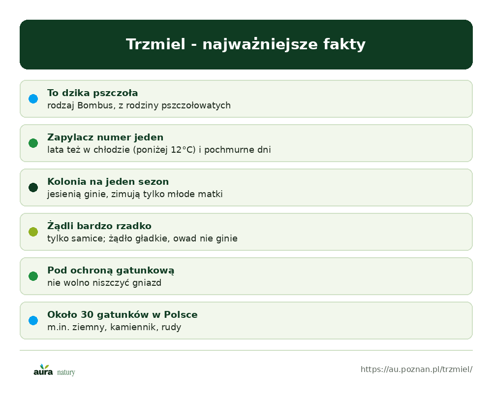 Trzmiel - najważniejsze fakty: dzika pszczoła Bombus, zapylacz numer jeden, kolonia na jeden sezon, żądli rzadko, pod ochroną gatunkową, około 30 gatunków w Polsce - infografika Aura Natury